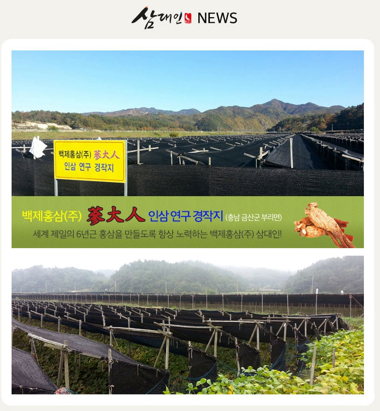 Samdaein Korean Red Ginseng Hongsam Mint Pop Candy Gifts Health Foods