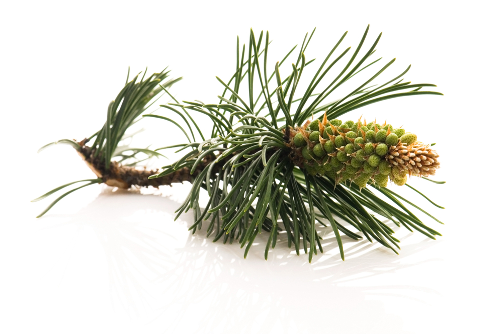 CHEONJISU Pure Pine Needle Oils Nutrient distillation concentrate Health Supplements 500mg 240 Capsules Korean Foods Vitamin E